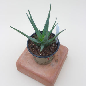 Aloe 'Blue Elf' - 4.5"