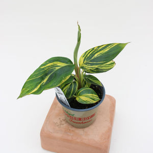 Alpinia Zerumbet - "Variegated Ginger" - 4.5"