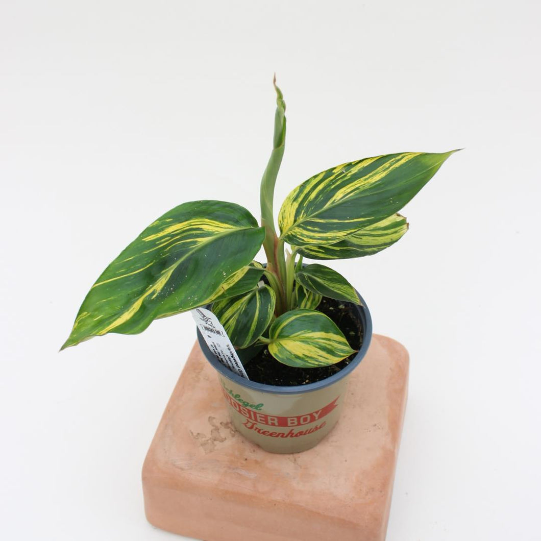 Alpinia Zerumbet - 