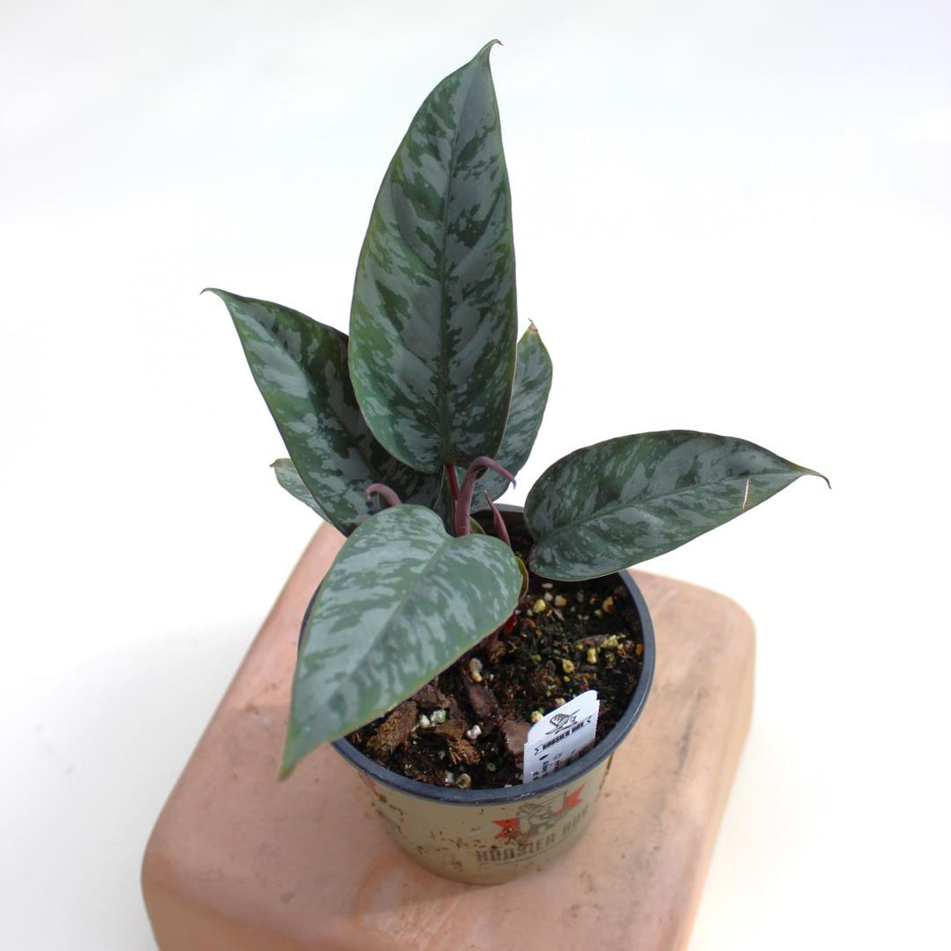 Lavallaei - Apoballis Acuminatissima - 4.5