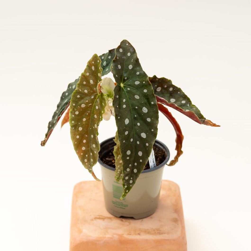 Angel Wing Begonia - Maculata