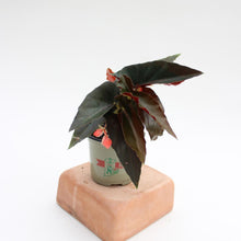 Load image into Gallery viewer, Angel Wing Begonia &#39;Torch&#39; - 4.5&quot;
