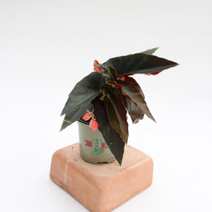 Angel Wing Begonia 'Torch' - 4.5"