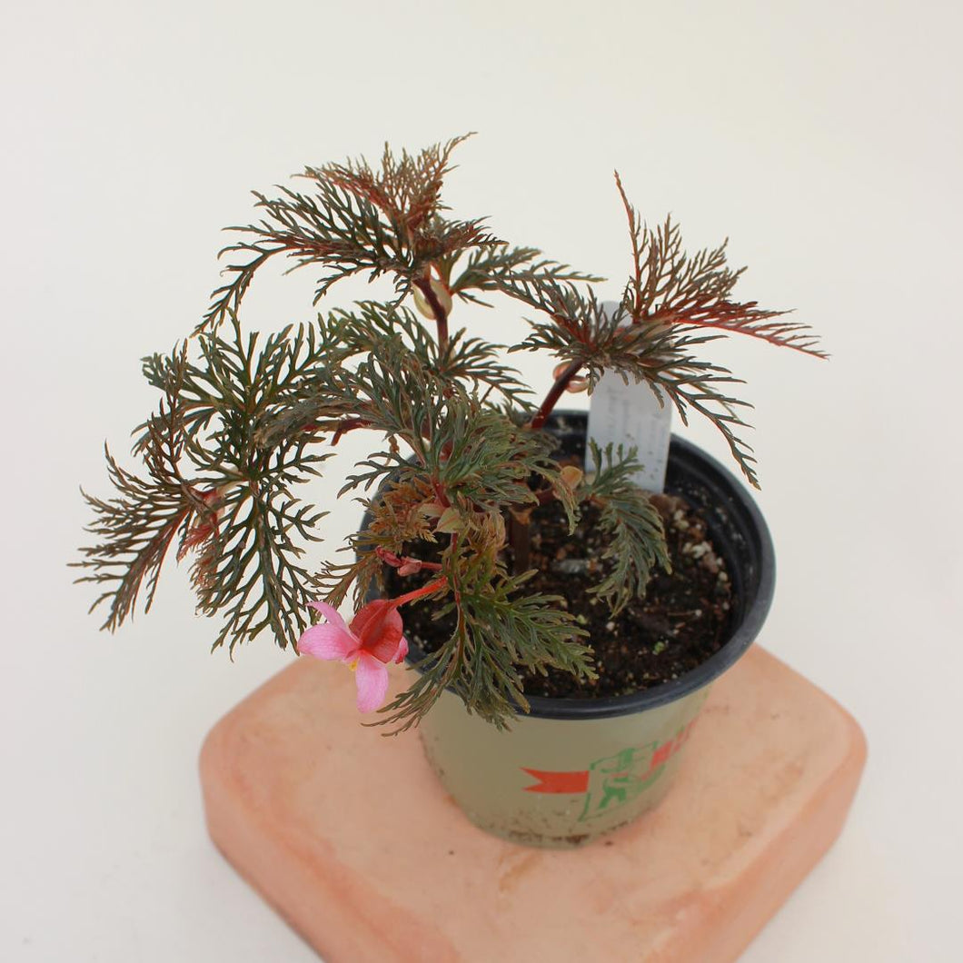 Begonia - Bipinnatifida - 4.5