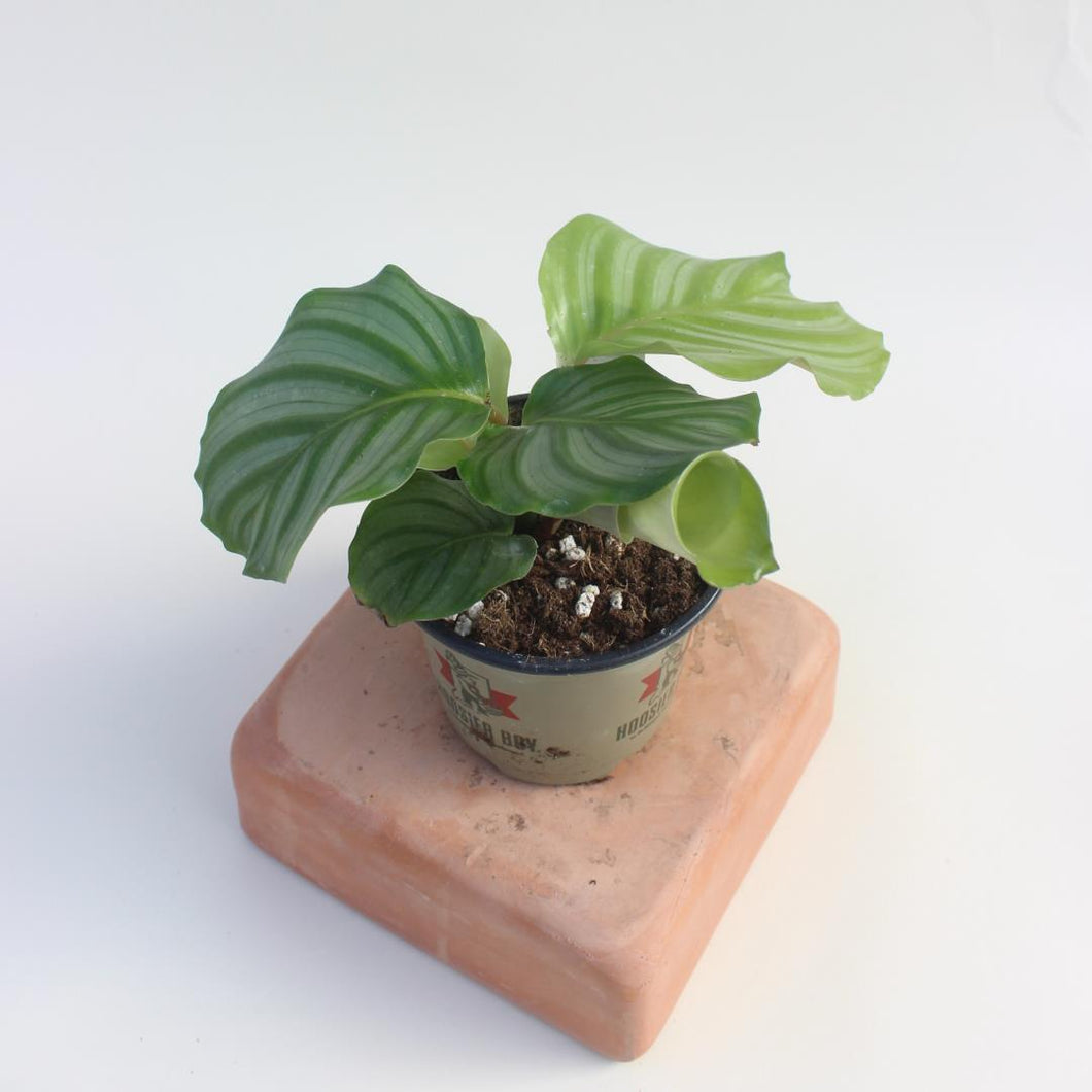 Calathea - Orbifolia