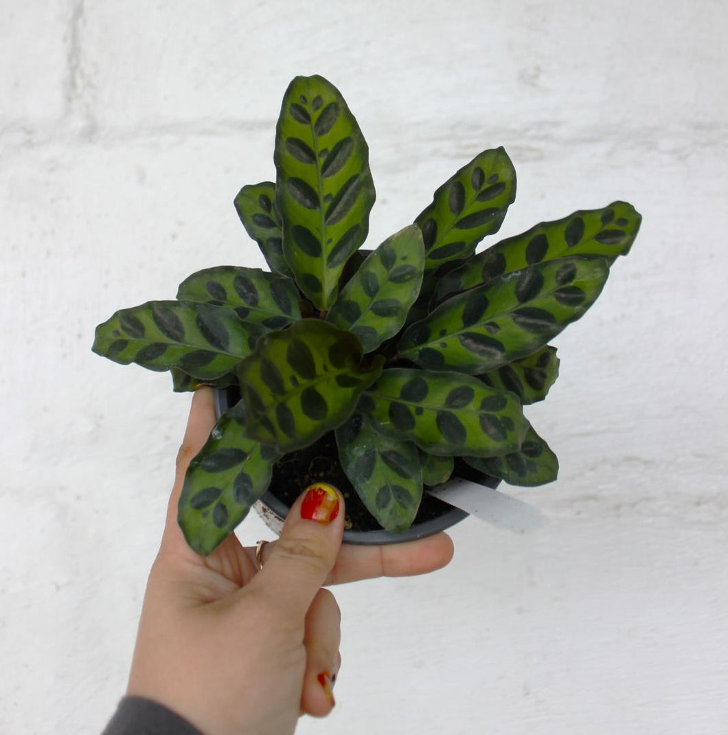 Calathea Lancifolia 'Rattlesnake' - 4