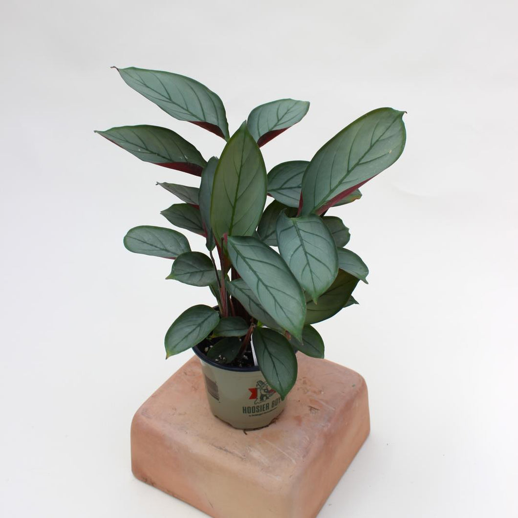 Ctenanthe setosa - 'Grey Star' - 4.5”