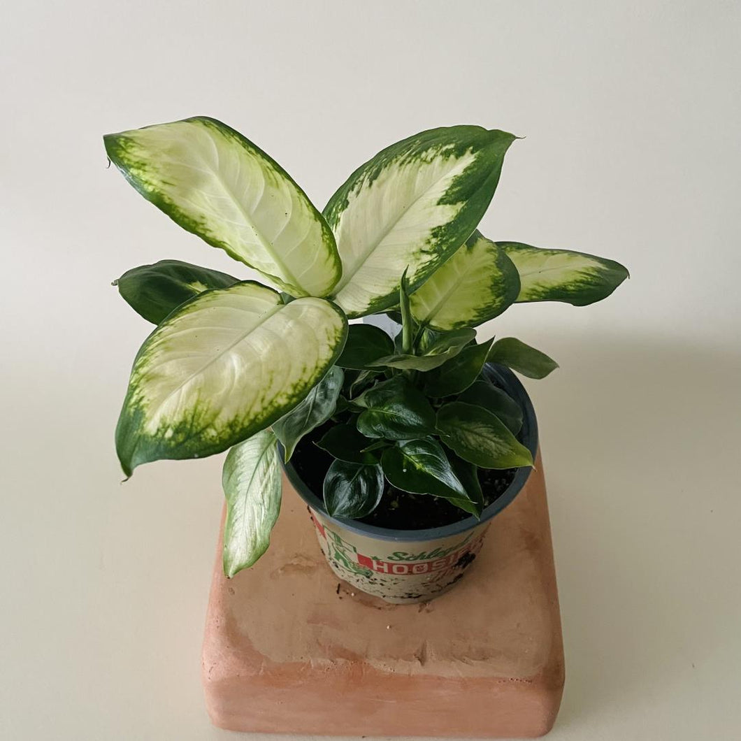 Dieffenbachia 'Camilla' - 4.5