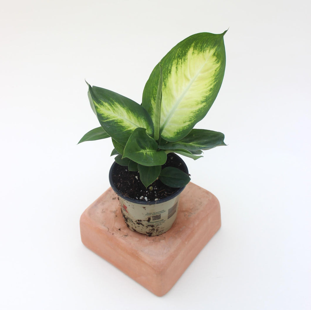Dieffenbachia - Tropic Marianne 4.5