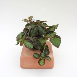 Episcia 'Pink Panther' Flame Violet - 4.5"