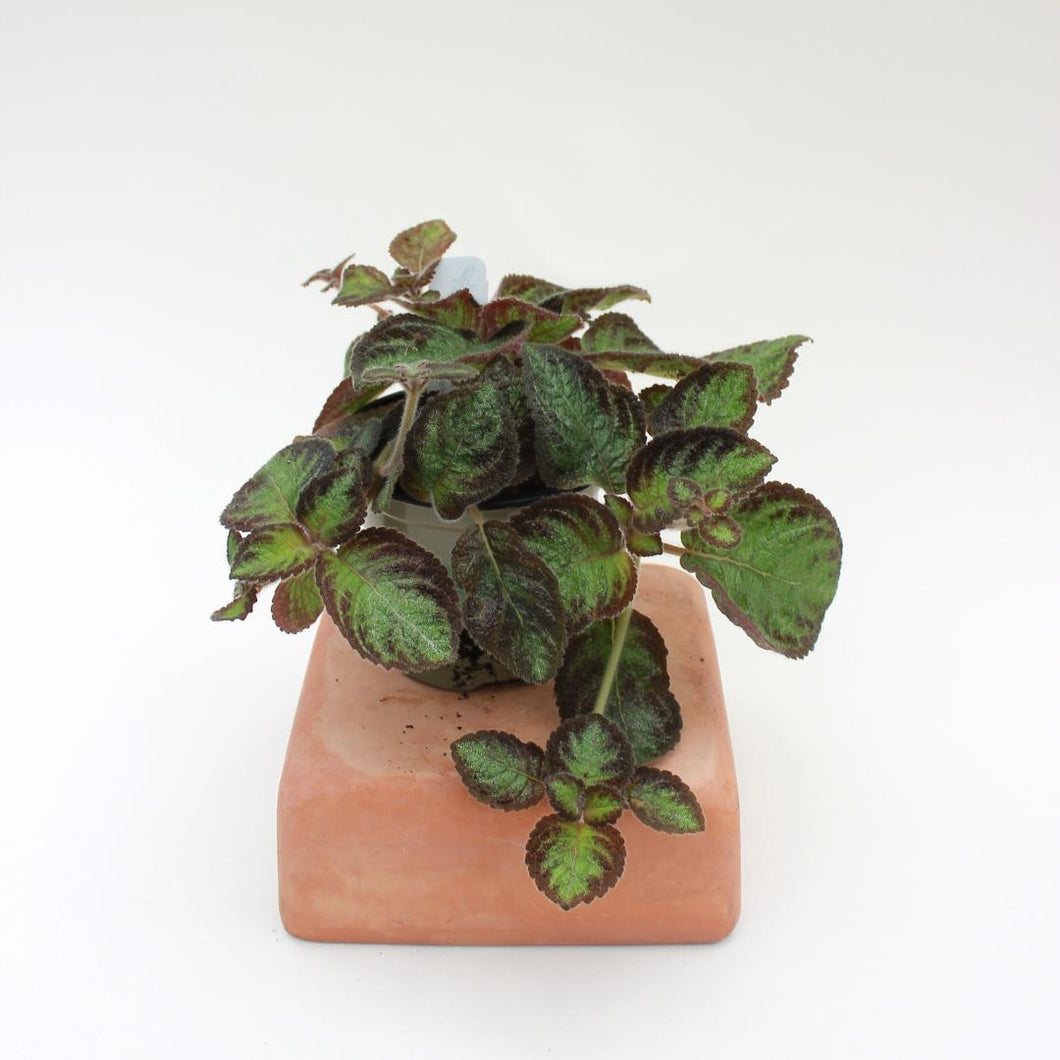Episcia 'Pink Panther' Flame Violet - 4.5
