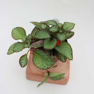 Episcia 'Silver Screen' Flame Violet - 4.5"