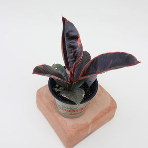 Ficus Elastica - Ruby - 4.5”