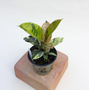 Ficus Elastica - Shivereana Moonshine -  4.5"
