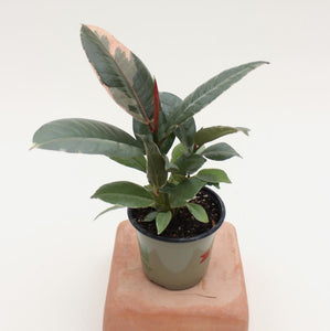 Ficus Elastica - Tineke - 4.5"