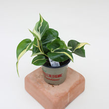Load image into Gallery viewer, Philodendron Cordatum - &quot;Silver Stripe&quot; - 4.5&quot;
