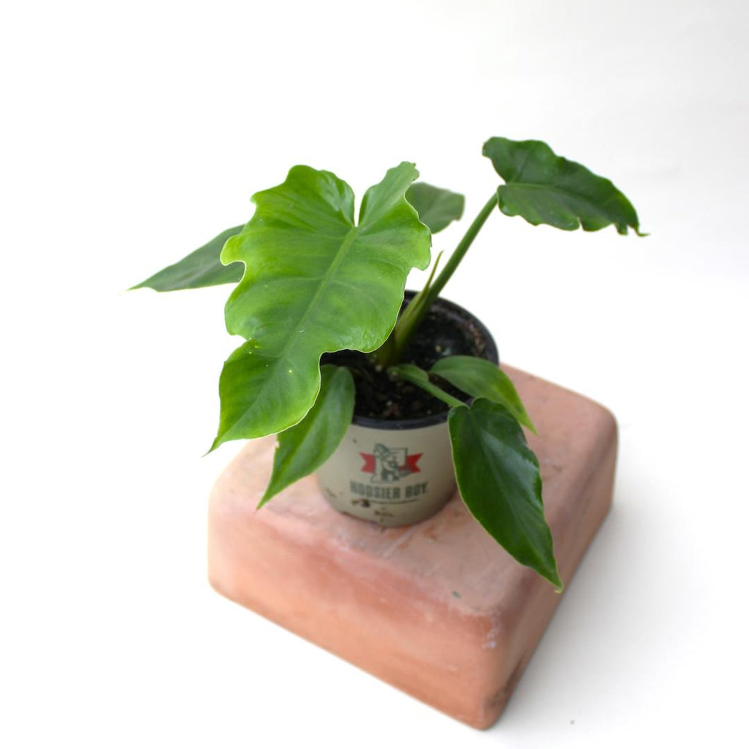 Philodendron - 'Mayoi' - 4.5