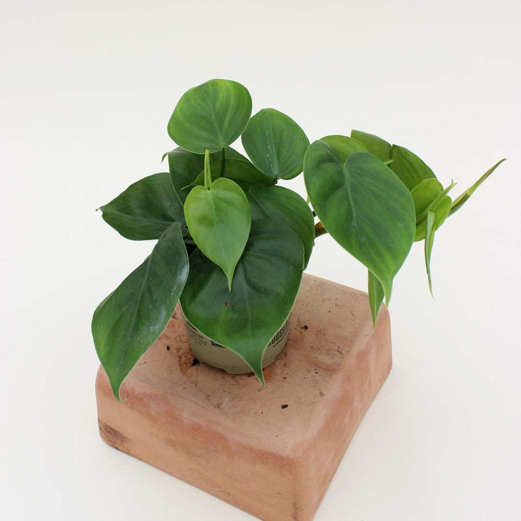 Philodendron - cordatum 'Green' - 4.5