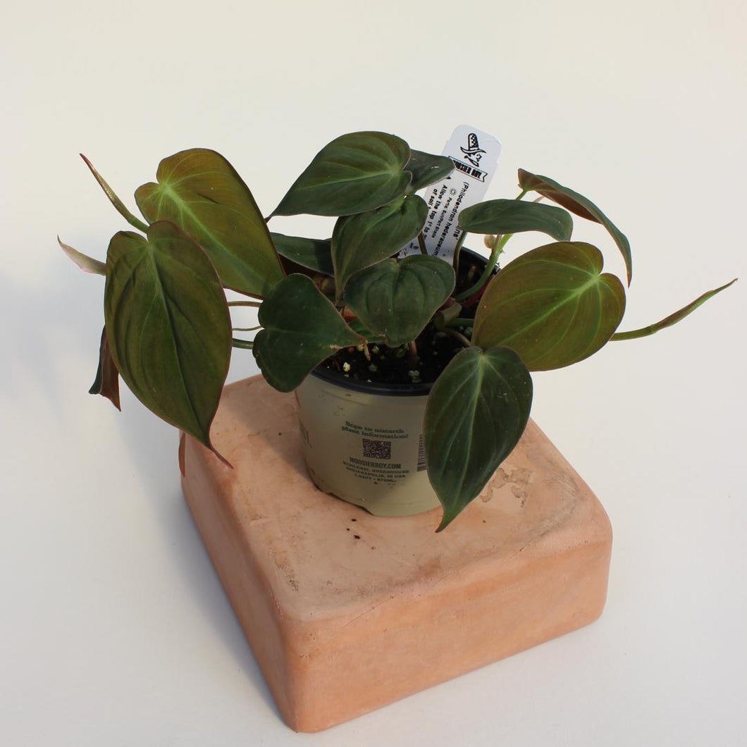 Philodendron - Micans 4.5