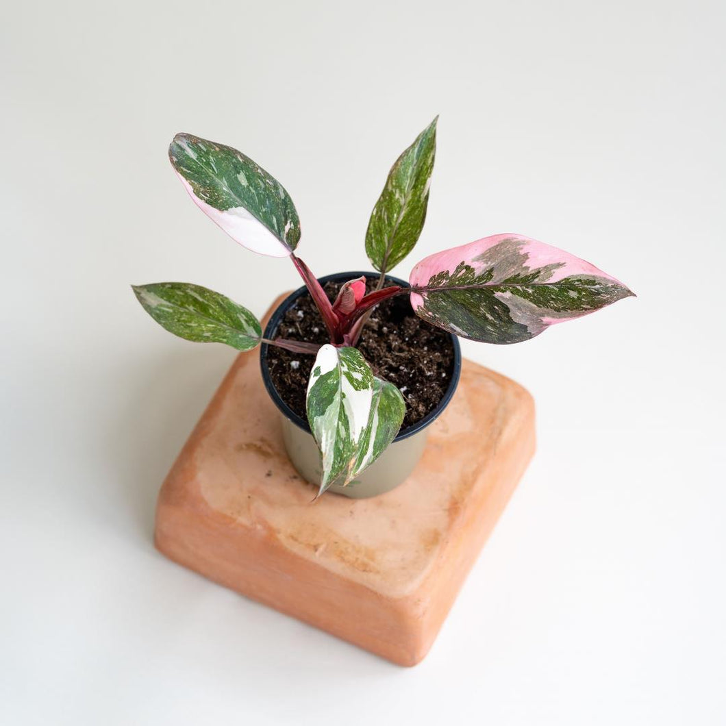 Philodendron - Pink Princess - 4.5