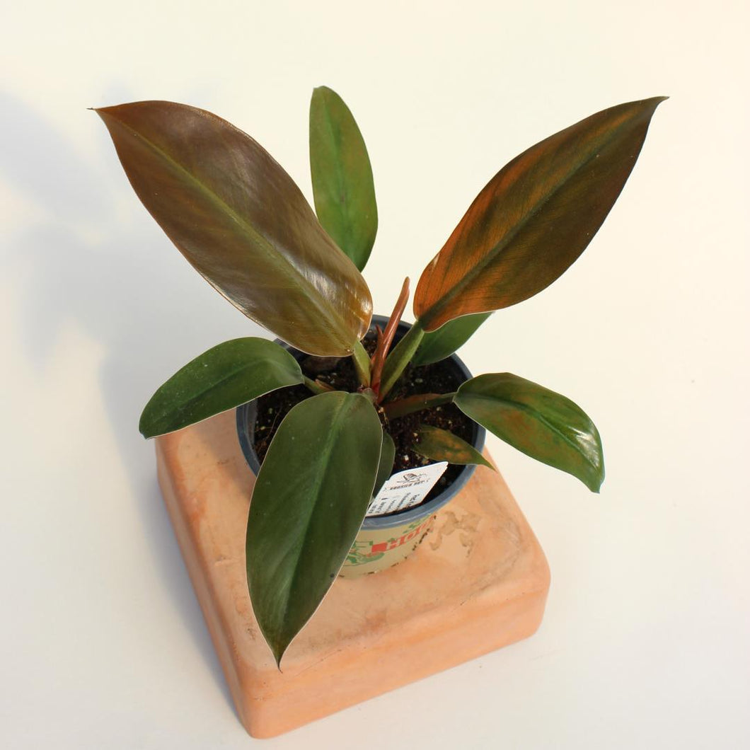 Philodendron - Red King - 4.5