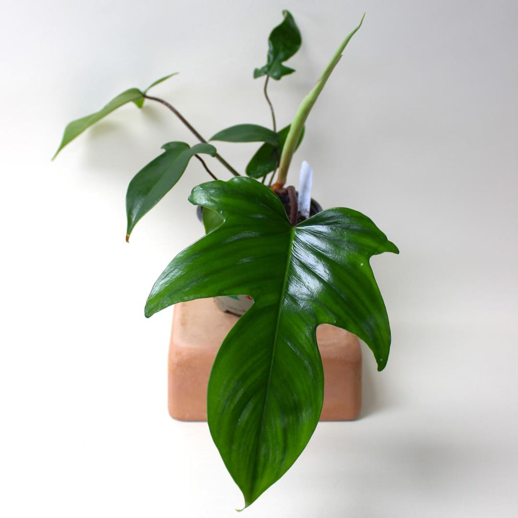 Philodendron - 'Rudolph' (Florida Green) - 4.5