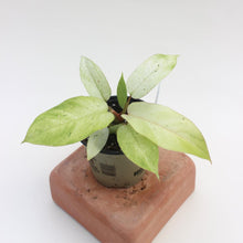 Load image into Gallery viewer, Philodendron erubescens &#39;Snowdrift Variegated&#39; - 4.5&quot;
