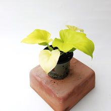 Load image into Gallery viewer, Philodendron - Warscewiczii - &#39;Aurea&#39; - 4.5&quot;
