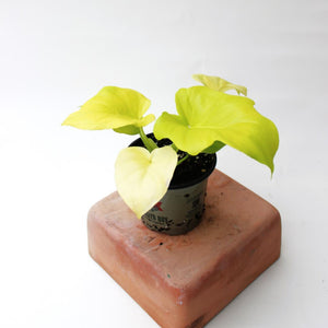 Philodendron - Warscewiczii - 'Aurea' - 4.5"