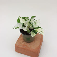 Load image into Gallery viewer, Pothos - Manjula 4"
