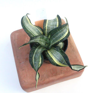 Sansevieria trifasciata - Spiral Star