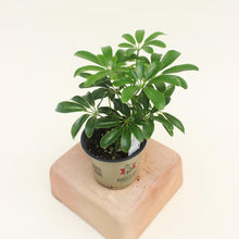 Load image into Gallery viewer, Schefflera -  Mini  Arboricola - 4.5&quot; (Dwarf Umbrella Plant)
