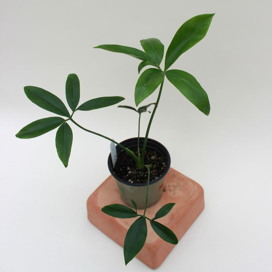 Philodendron - Goeldi - 'Nobel' - 4.5