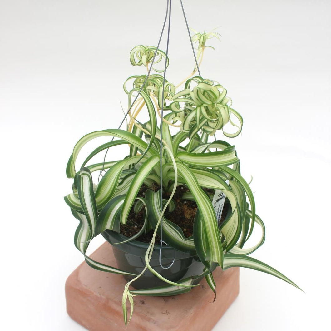 Hanging Basket - Chlorophytum Comosum variegated 