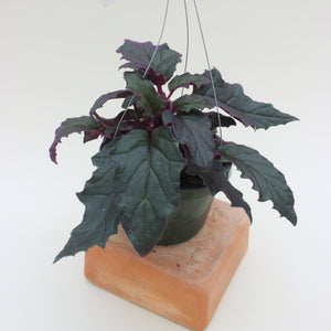 Gynura Aurantiaca 'Purple Passion' Hanging Basket - 6"