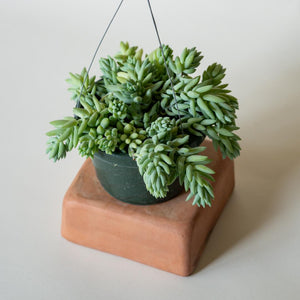 Burro's tail - Hanging Basket