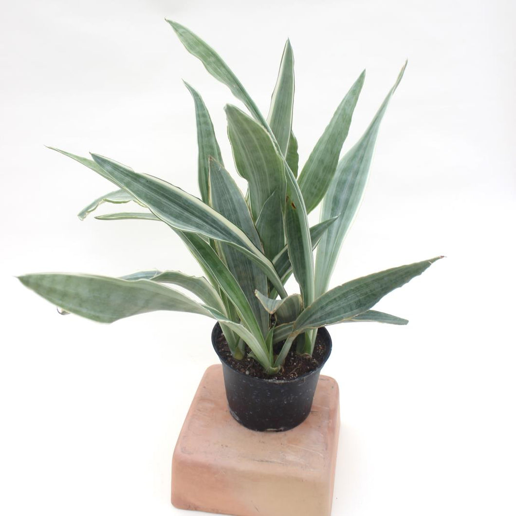 Sansevieria - 