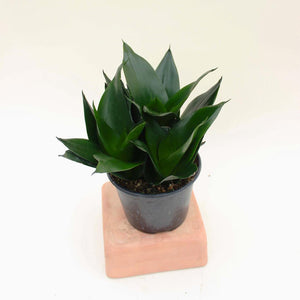 Sansevieria - Starpower 'Black - 6"