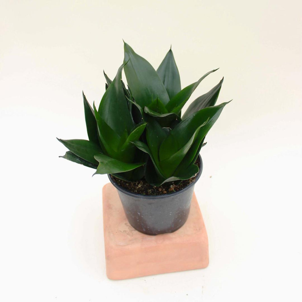 Sansevieria - Starpower 'Black - 6