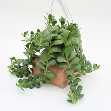Load image into Gallery viewer, Hanging Basket - Trailing Jade - 6&quot;
