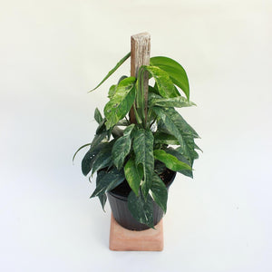 Epipremnum Pinnatum - Albo-Variegated - Pot 8" Totem 18"