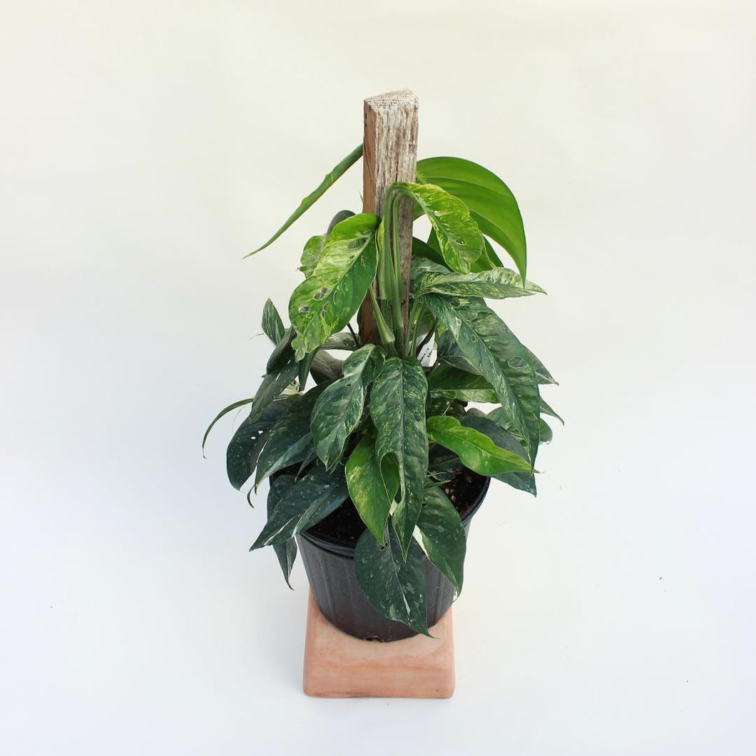 Epipremnum Pinnatum - Albo-Variegated - Pot 8