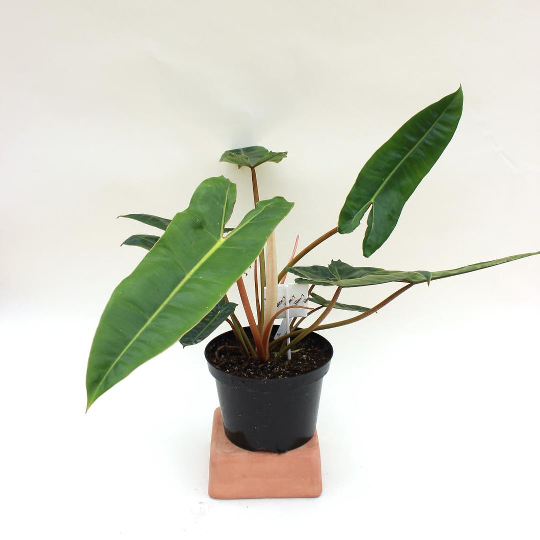 Philodendron - Billietiae - 8