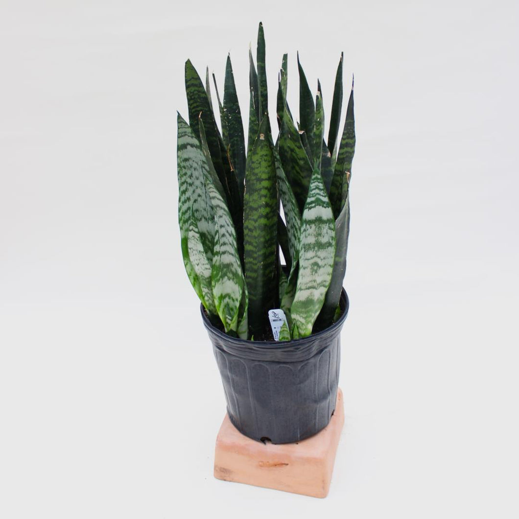 Sansevieria Snake Plant - 'Black Coral Narrow' - 8