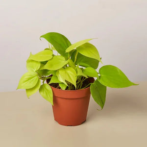 Philodendron - Lemon 4" Market