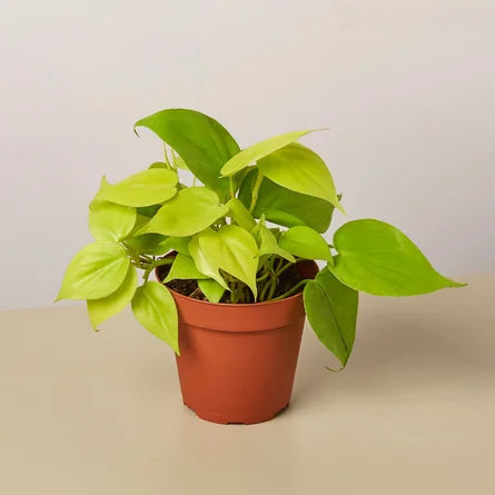 Philodendron - Lemon 4