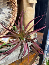 Load image into Gallery viewer, Red Airplant
