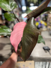 Load image into Gallery viewer, Philodendron - Pink Princess - 6&quot;
