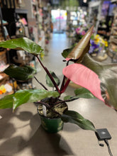 Load image into Gallery viewer, Philodendron - Pink Princess - 6&quot;
