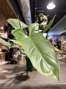 Philodendron - Silver Sword - 6"